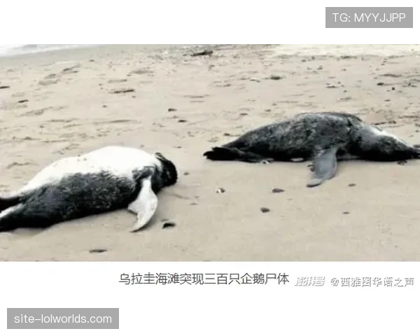 金莺以五年1.55亿美元签下强打一垒手皮特·阿隆索,北极熊迎来领袖首秀